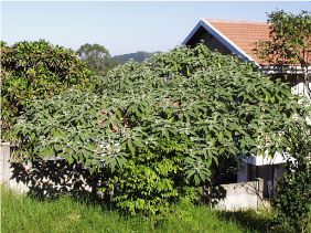 Solanum mauritianum
