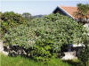 Solanum mauritianum