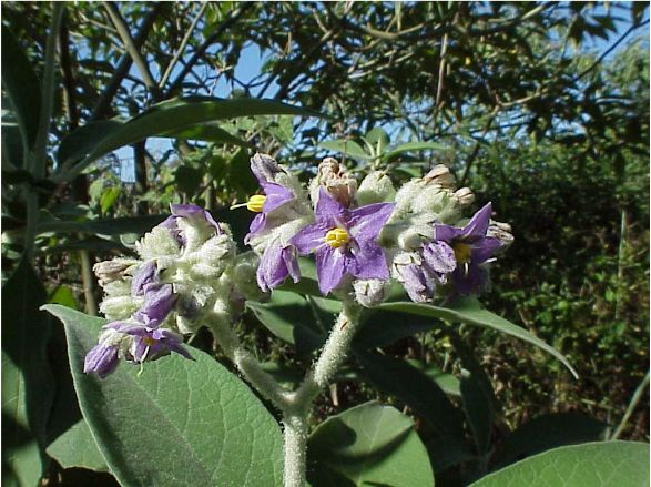 Solanum mauritianum