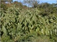 Solanum mauritianum