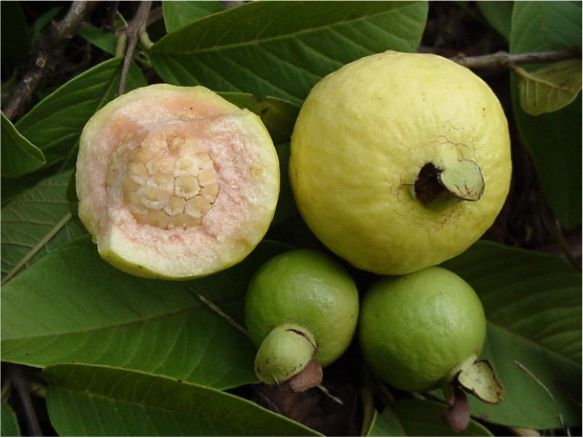 Psidium guajava