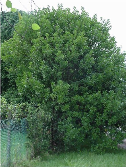 Litsea glutinosa