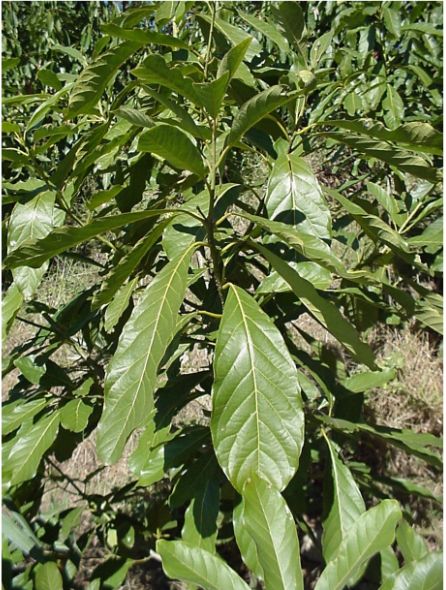 Litsea glutinosa