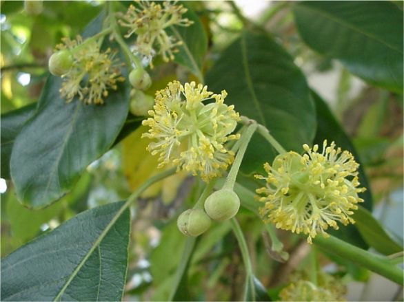 Litsea glutinosa