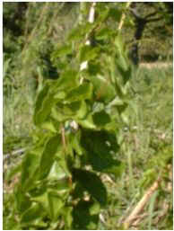 Anredera cordifolia (baselloides)