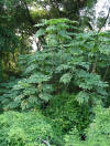 Montanoa hibiscifolia