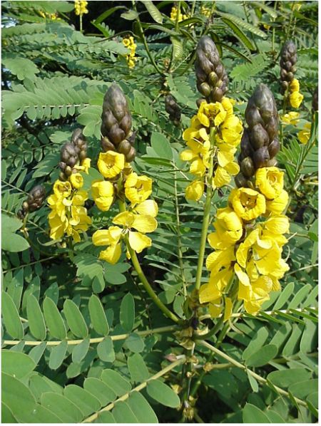 Senna didymobotrya