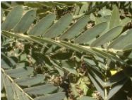 Senna didymobotrya