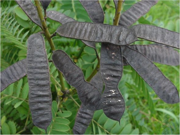 Senna didymobotrya