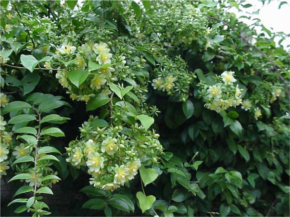 Pereskia aculeata