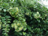 Pereskia aculeata