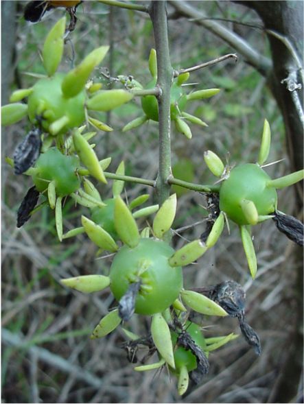 Pereskia aculeata