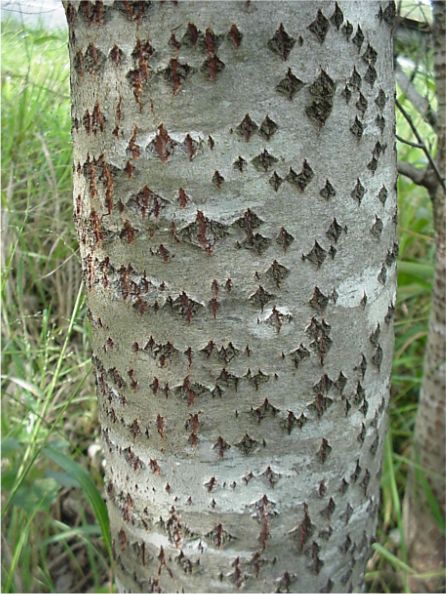 Populus X canescens