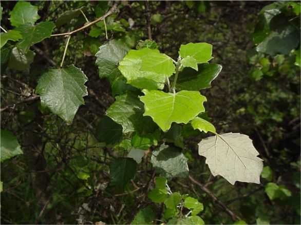 Populus X canescens