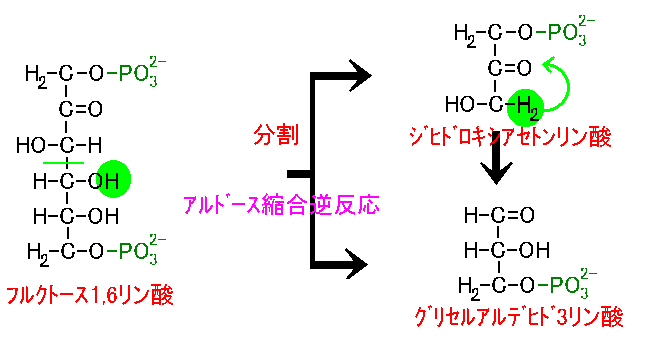 グリセルアルデヒド3リン酸 Glyceraldehyde 3phosphate JapaneseClass.jp